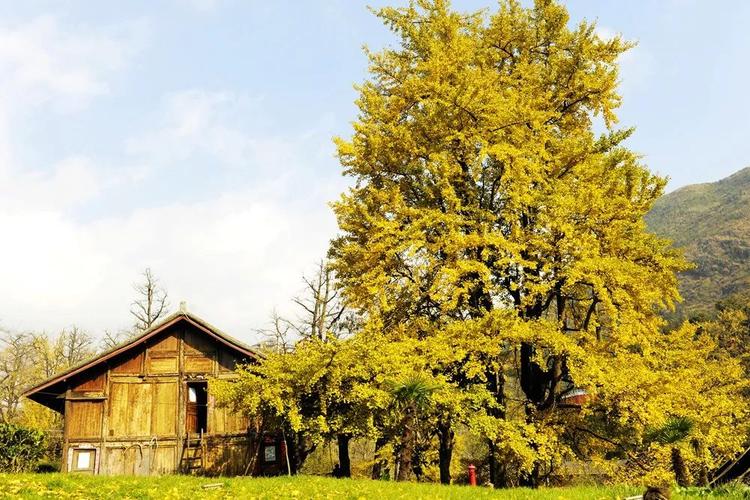 大米饭姓名测试是否暗示兄弟姐妹间的潜在竞争关系(大米饭姓名测试是否暗示兄弟姐妹竞争的暗流涌动) 大米饭姓名测试是否暗示兄弟姐妹间的潜在竞争关系(大米饭姓名测试是否暗示兄弟姐妹竞争的暗流涌动)