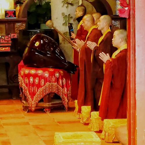 ��Ф���ƻ�ʨ���� 2024������ʨ�����°�������