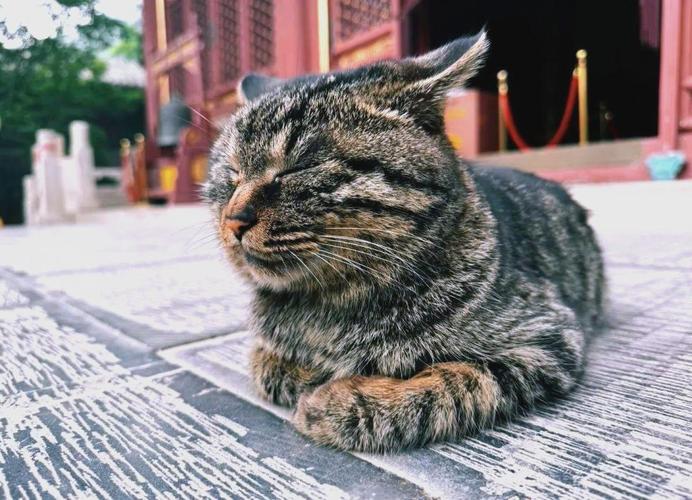 ��˾���������弰Ԣ��Ϊ�������������������˽���(��˾���������弰Ԣ���ѵ������й������й�ϵ��)