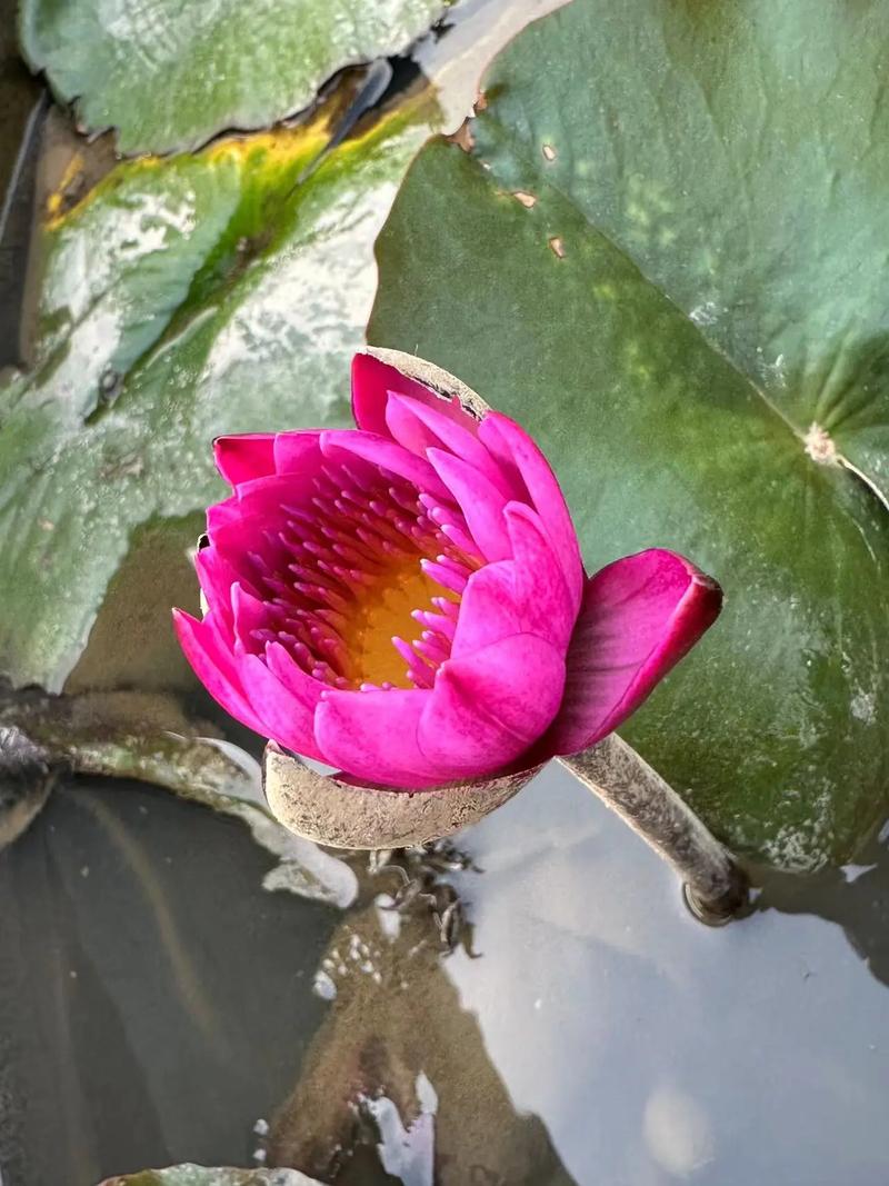 ������ԡ�ҷ�ˮ֪ʶ ���շ�ˮ��