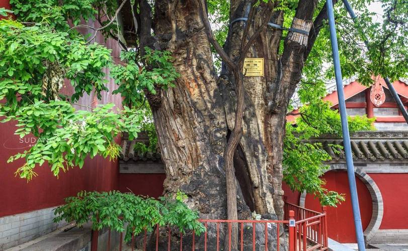 丙戌年是否会影响你的手机号码测吉凶迷信结果让你感到不安吗 丙戌年是否会影响你的手机号码测吉凶迷信结果让你感到不安吗