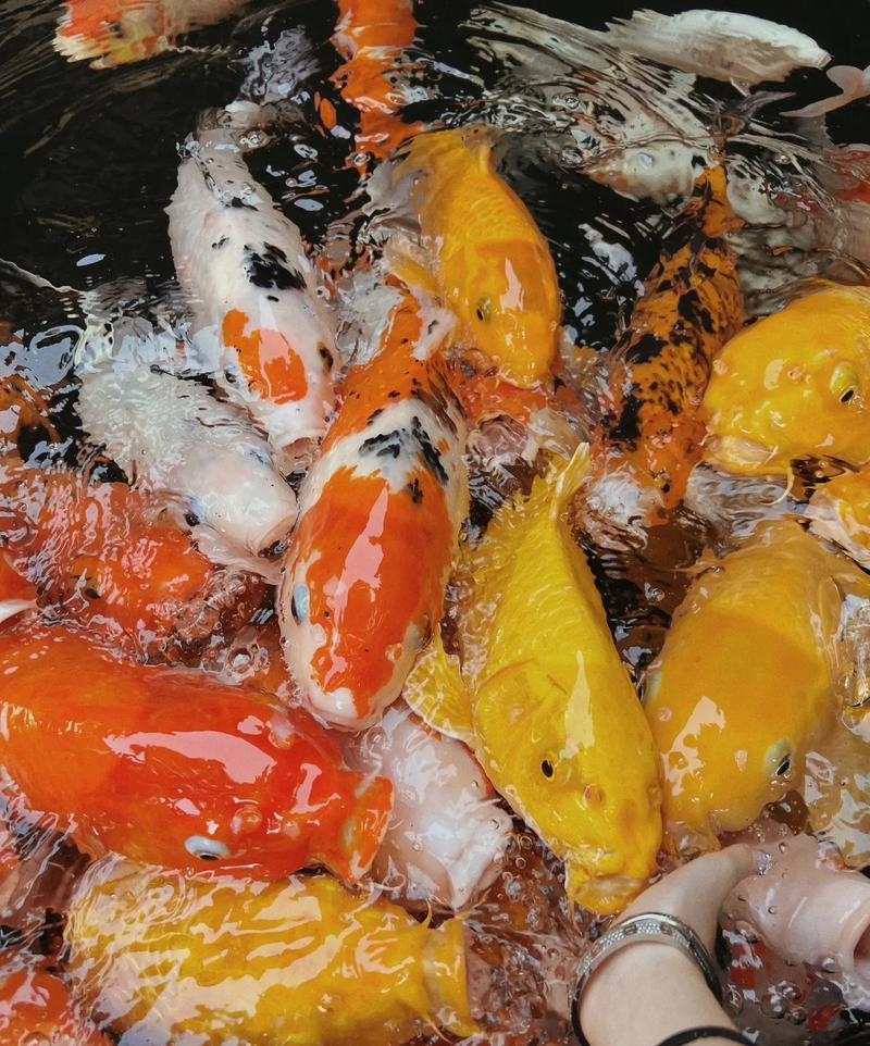 ��Ƭ�ķ�ˮ������ʲô